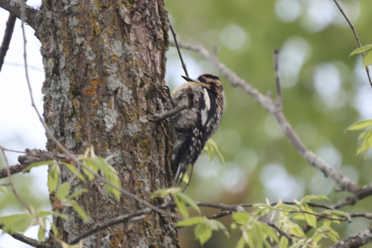 Yellow-bellied Sapsucker - Rosemary Clapham