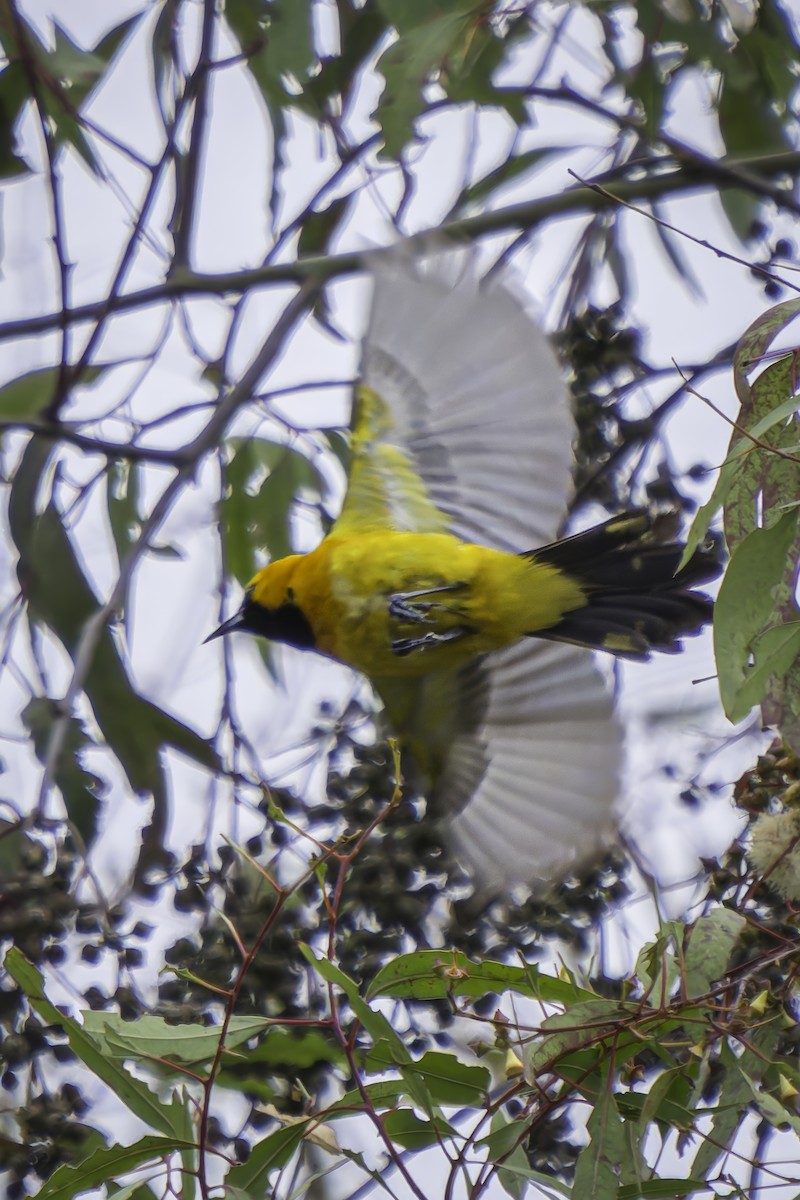 Hooded Oriole - ML619395684