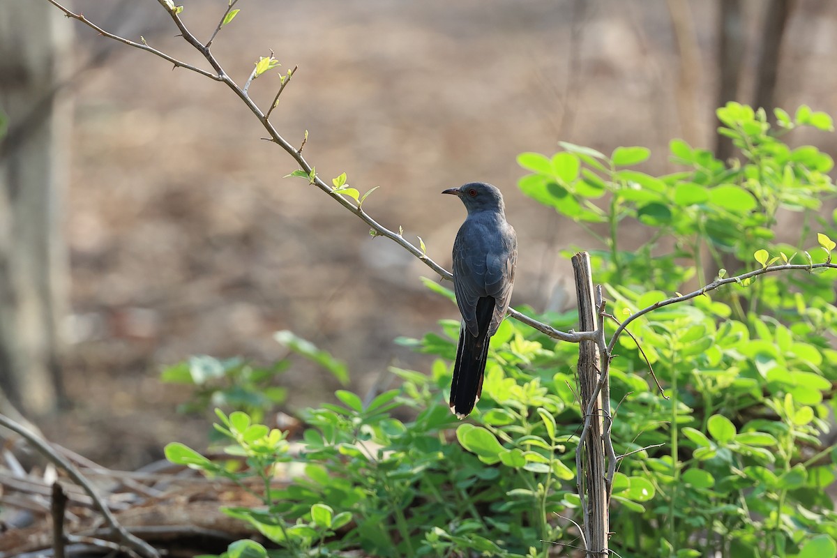 Gray-bellied Cuckoo - Abhishek Shroti