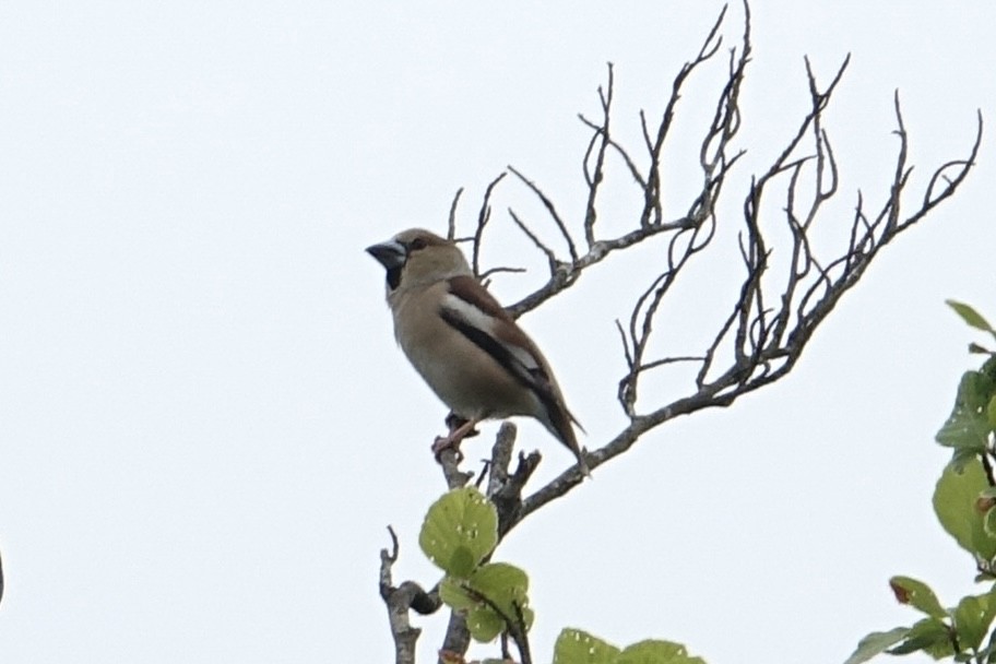 Hawfinch - Fred Matthews