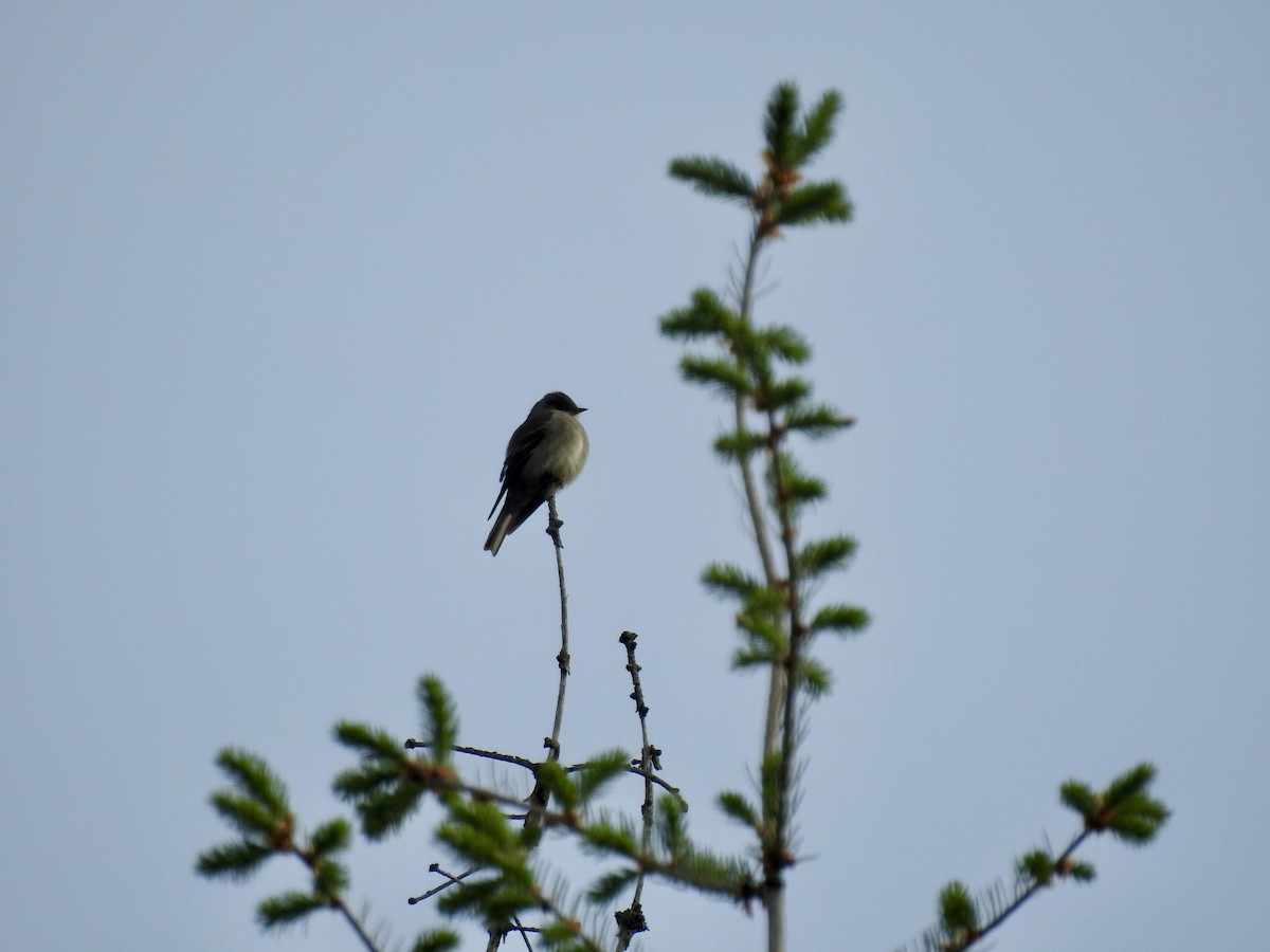 Western Wood-Pewee - Sachi Snively