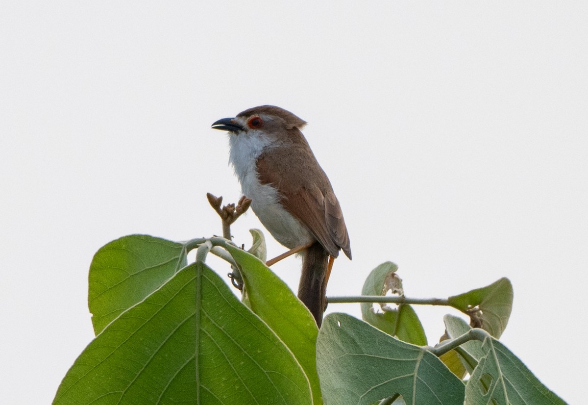 Yellow-eyed Babbler - Jagdish Jatiya