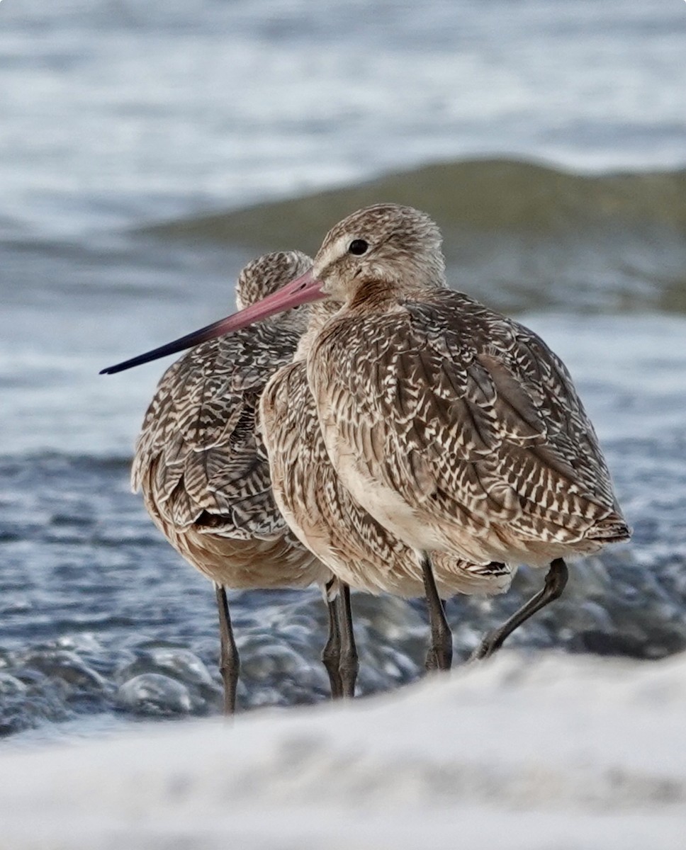 Marbled Godwit - Michael Calamari