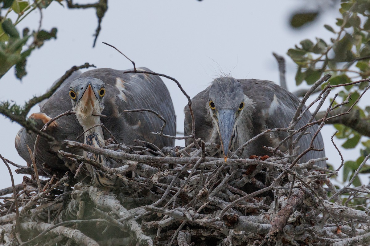 Gray Heron - Antonio Xeira