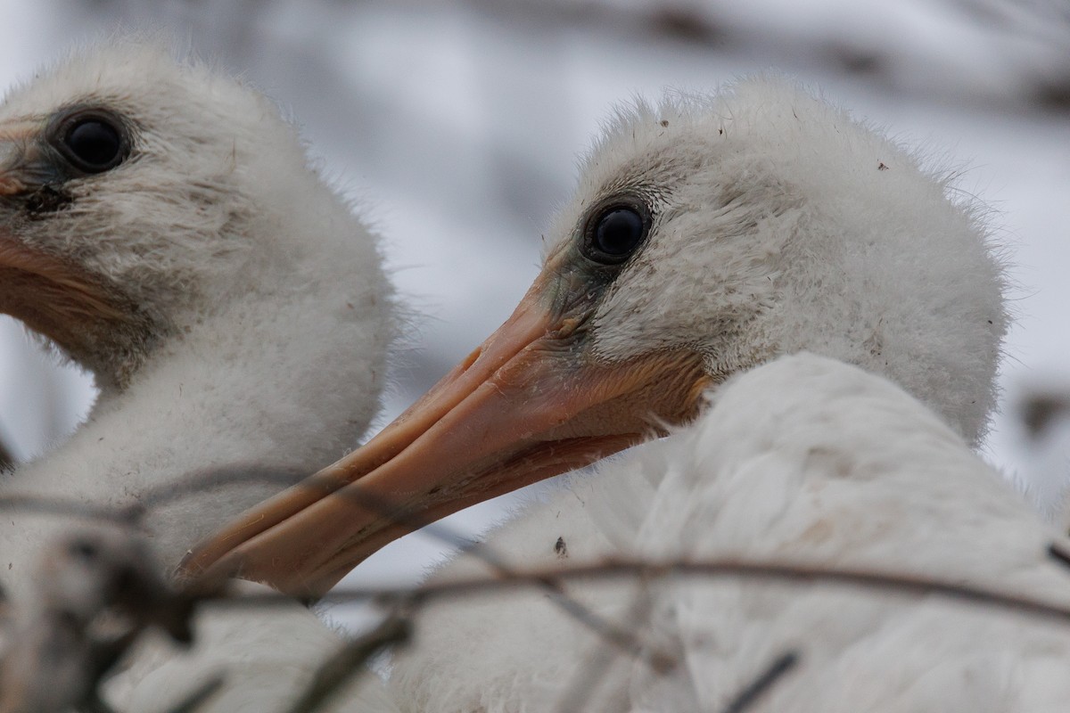 Eurasian Spoonbill - Antonio Xeira