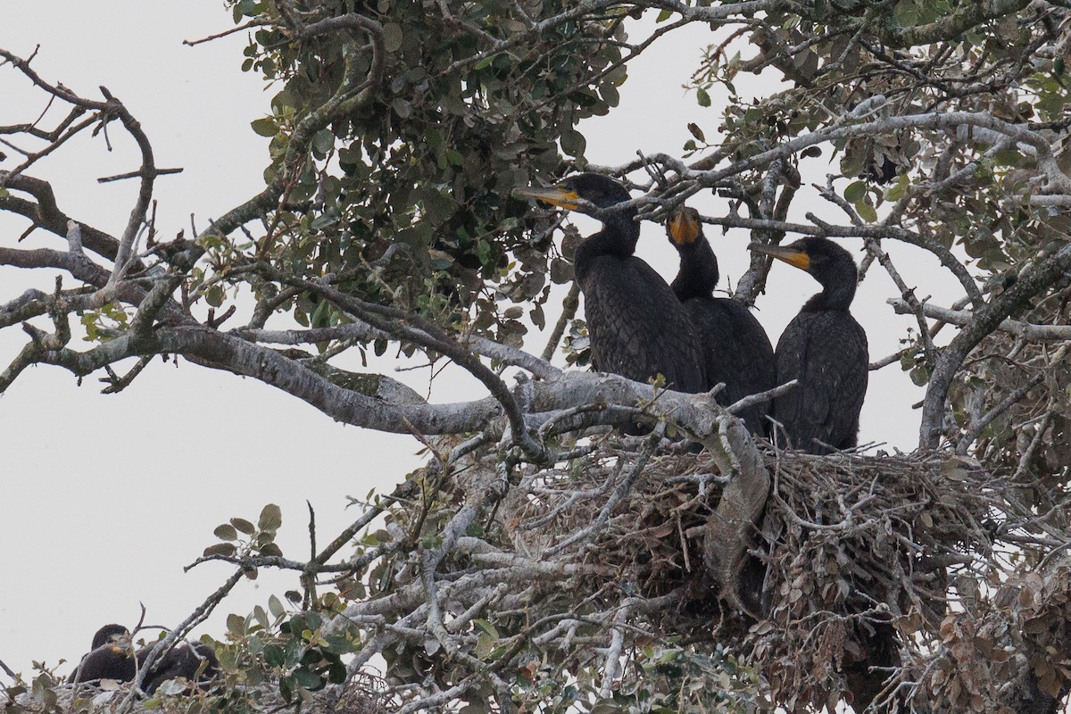 Great Cormorant - Antonio Xeira