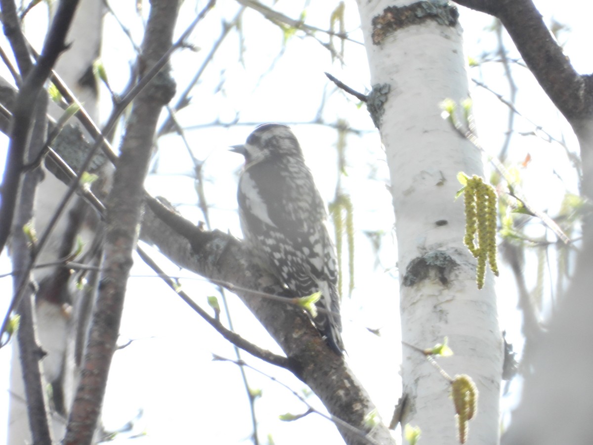 Yellow-bellied Sapsucker - ML619395712