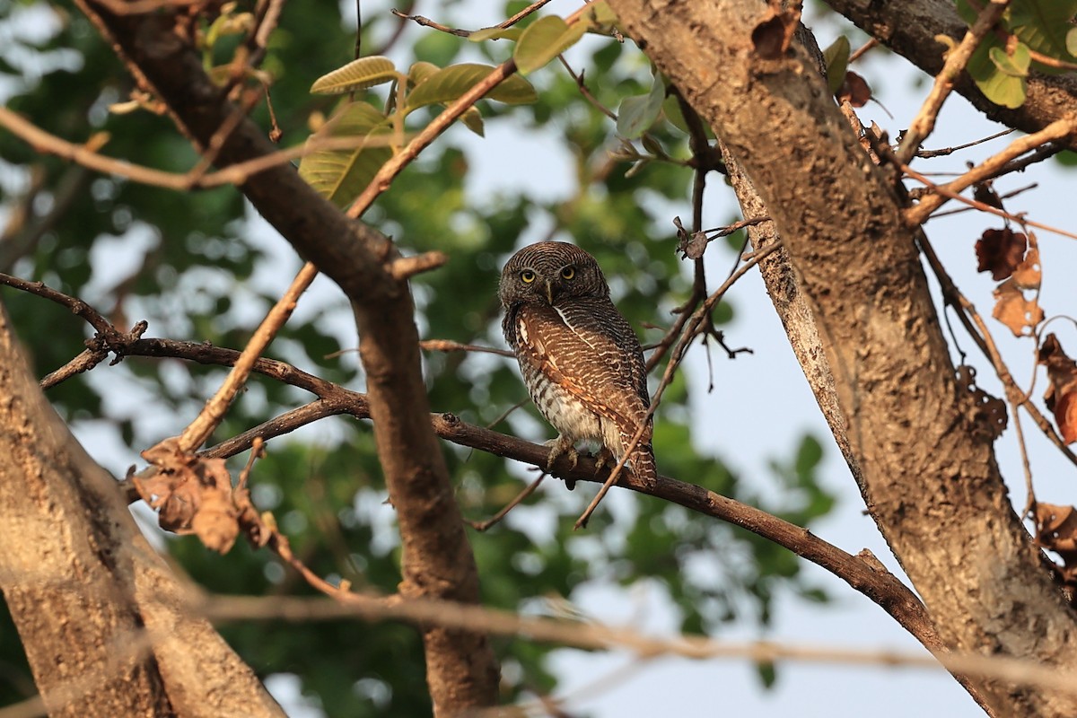 Jungle Owlet - Abhishek Shroti