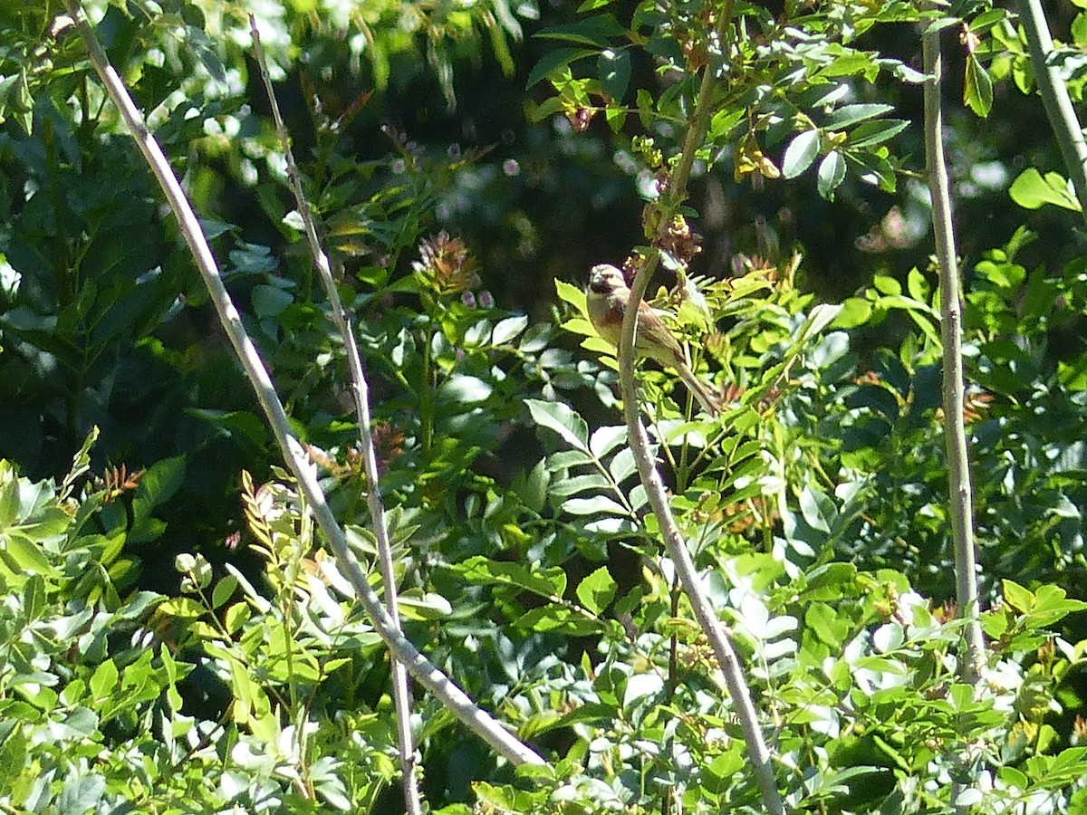 Cirl Bunting - Jorge López Álvarez