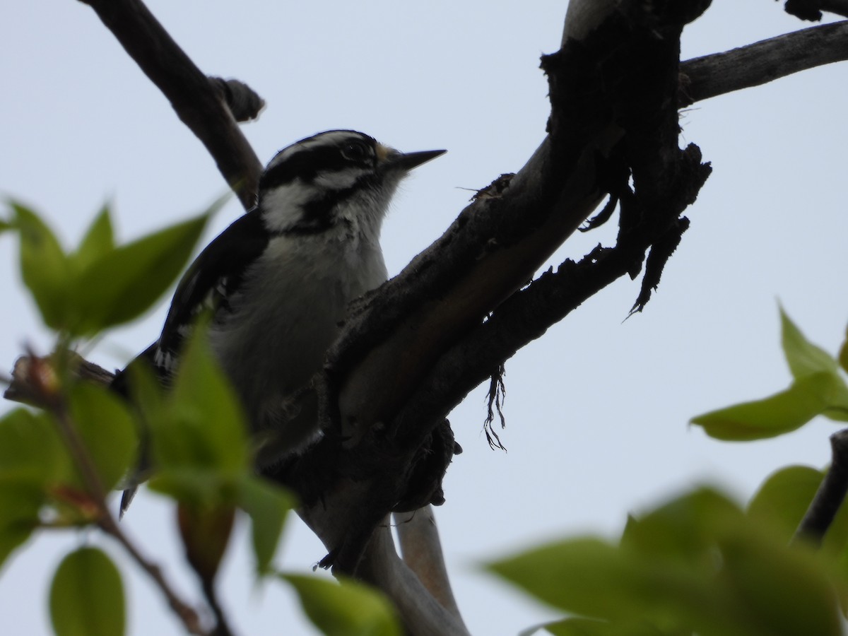 Downy Woodpecker - Denis Provencher COHL