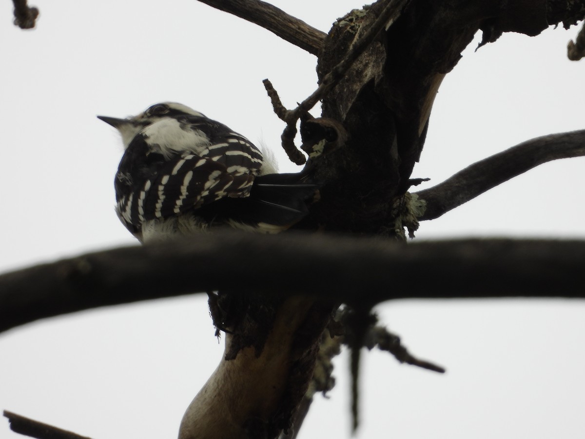 Downy Woodpecker - Denis Provencher COHL