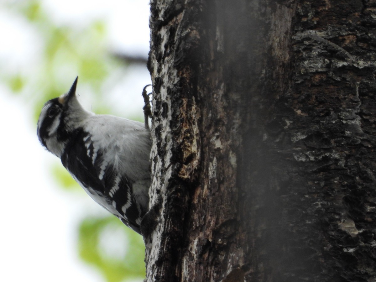 Downy Woodpecker - Denis Provencher COHL