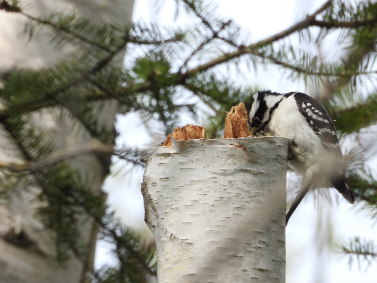 Downy Woodpecker - ML619395730