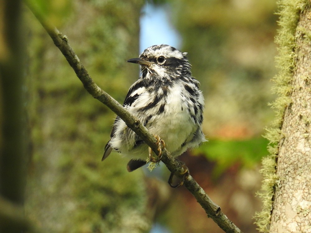 Black-and-white Warbler - Gillian Mastromatteo