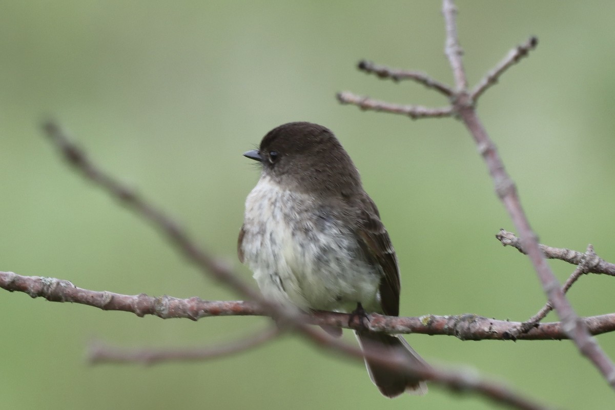 Eastern Phoebe - Rosemary Clapham