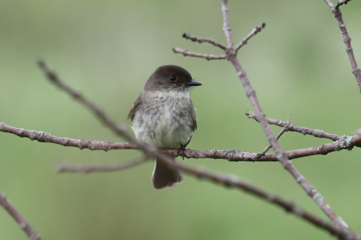 Eastern Phoebe - Rosemary Clapham