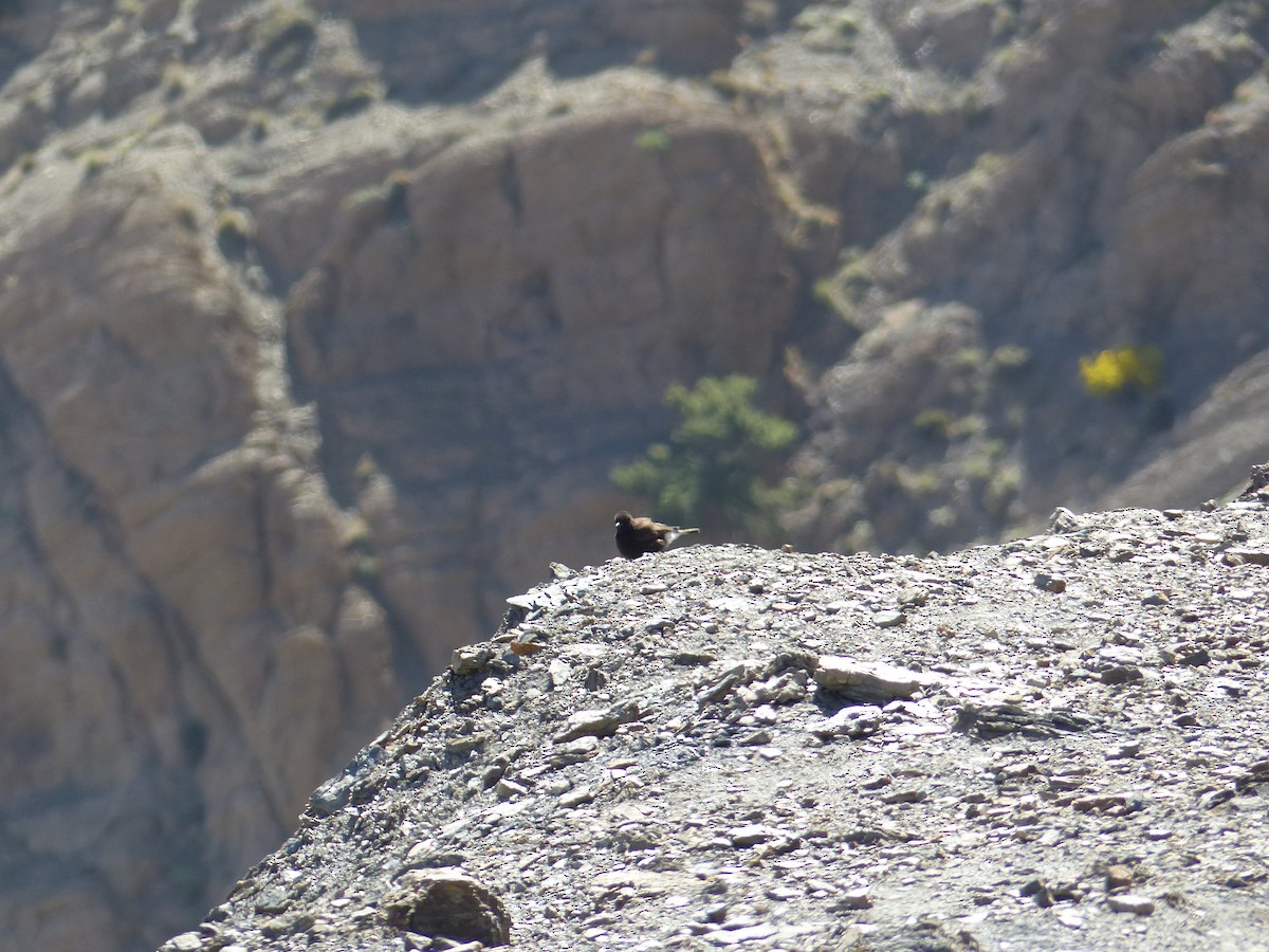 Black Wheatear - Jorge López Álvarez