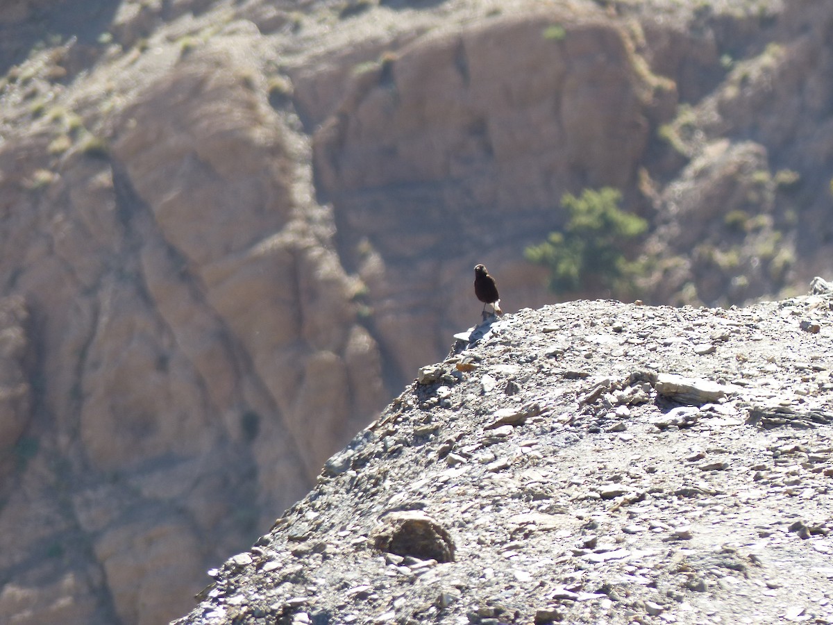 Black Wheatear - Jorge López Álvarez