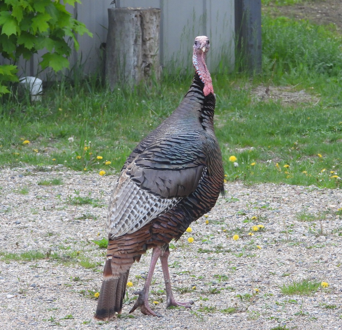 Wild Turkey - Shawn Goodchild