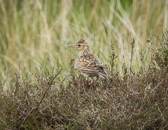 Eurasian Skylark - ML619395759