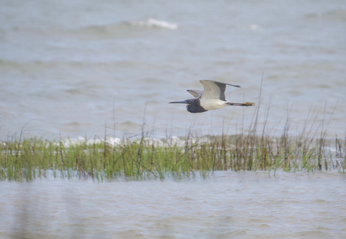 Tricolored Heron - ML619395760