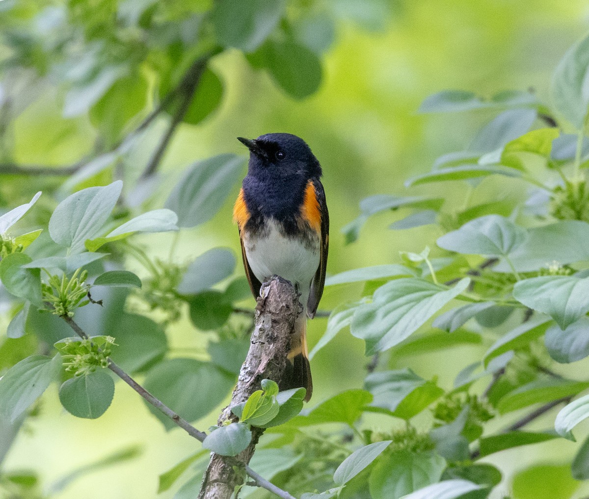 American Redstart - Greg Harrington