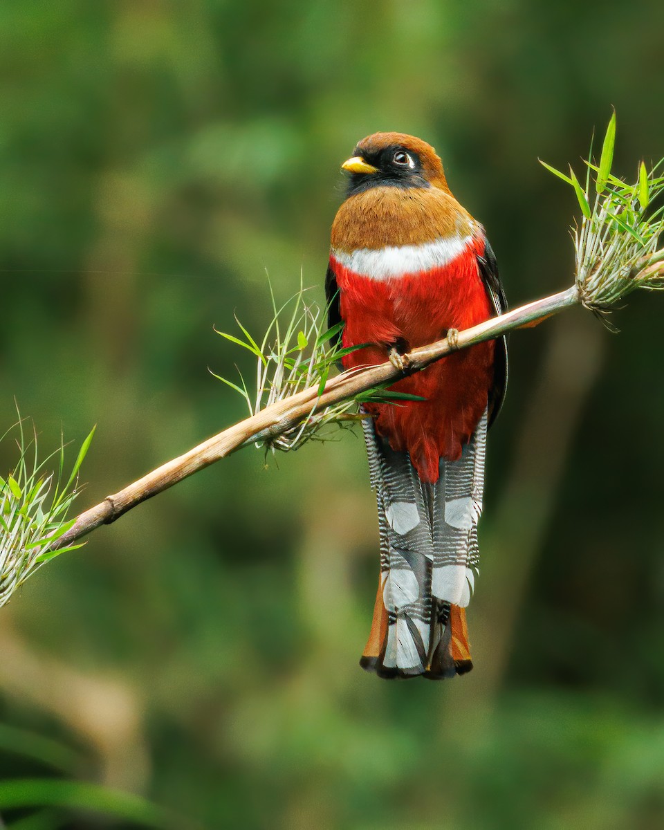 Masked Trogon - David Monroy Rengifo