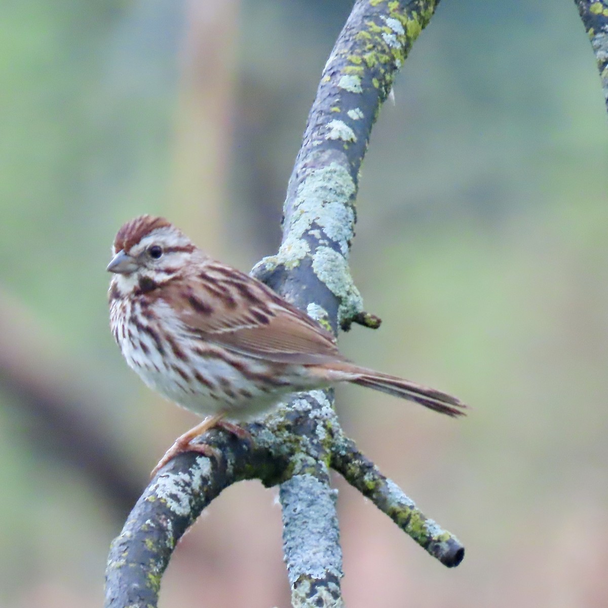 Song Sparrow - Jocelyn K