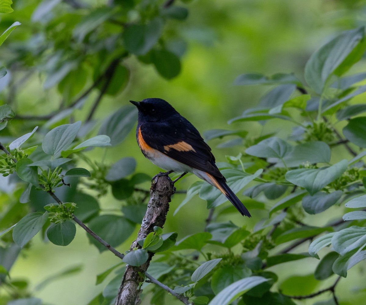 American Redstart - Greg Harrington