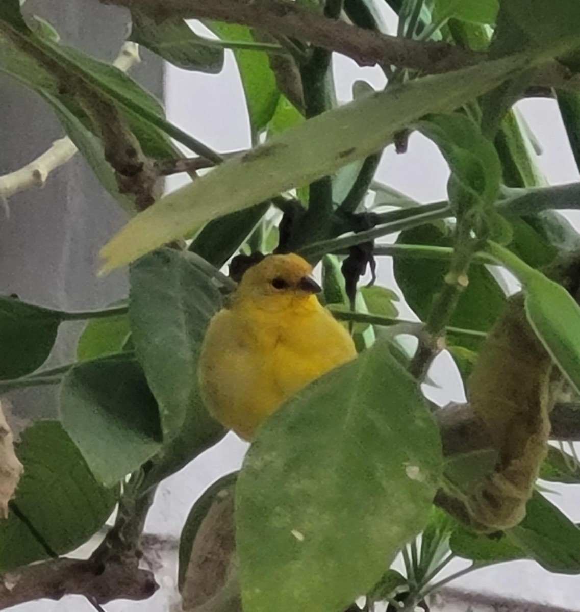 Saffron Finch - Andrea Moyano Rostworowski