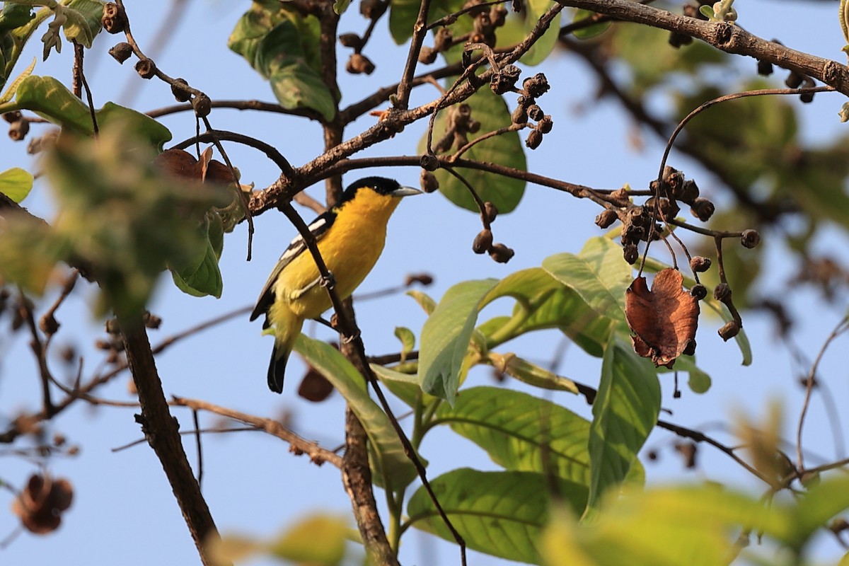 Common Iora - Abhishek Shroti