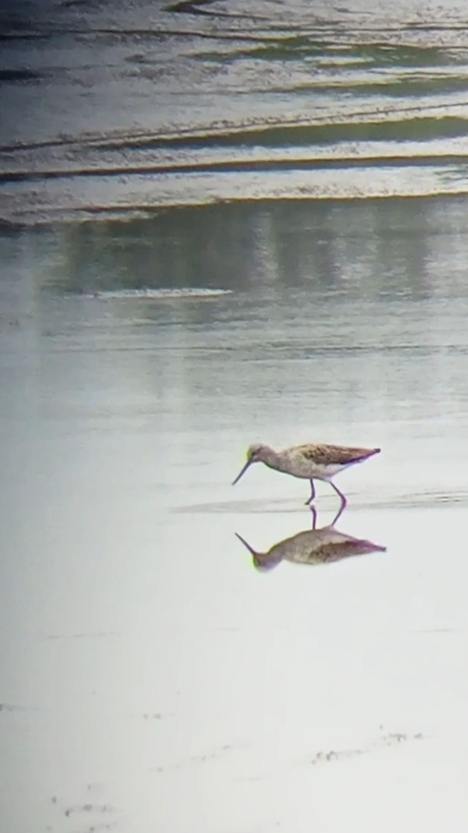 Common Greenshank - Laurent Pascual-Le Tallec