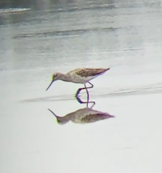 Common Greenshank - Laurent Pascual-Le Tallec