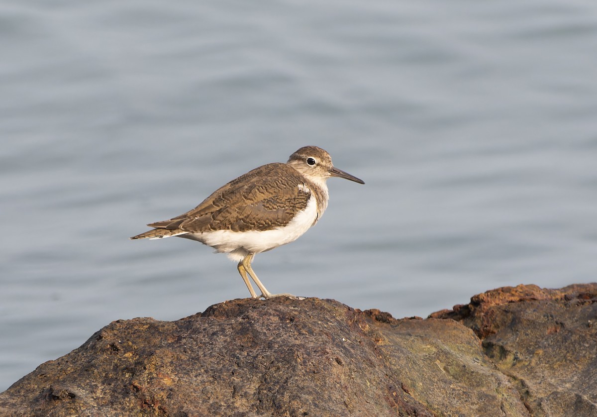 Common Sandpiper - Matthieu Chotard