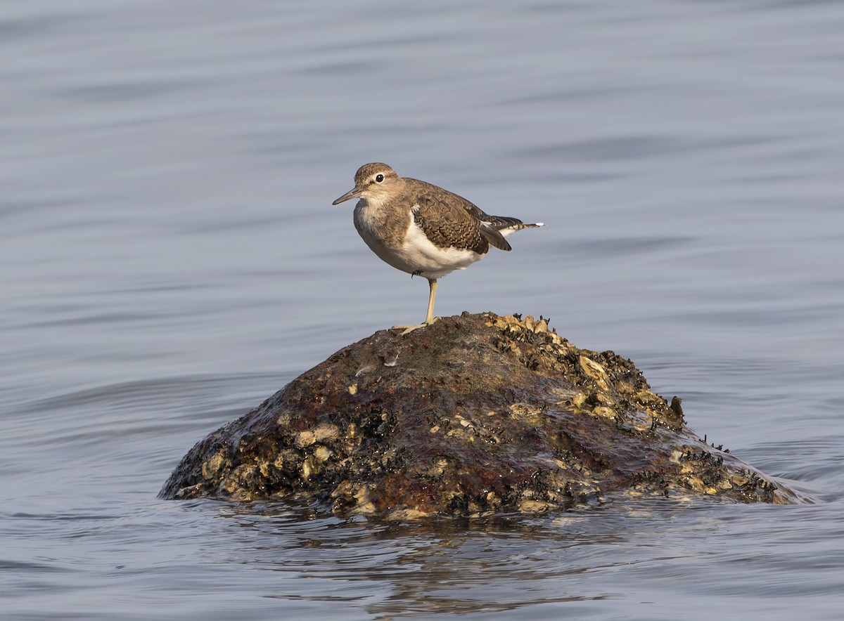 Common Sandpiper - ML619395793