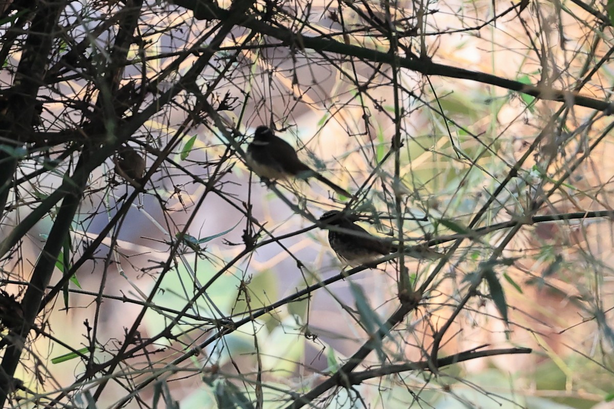 Spot-breasted Fantail - Abhishek Shroti