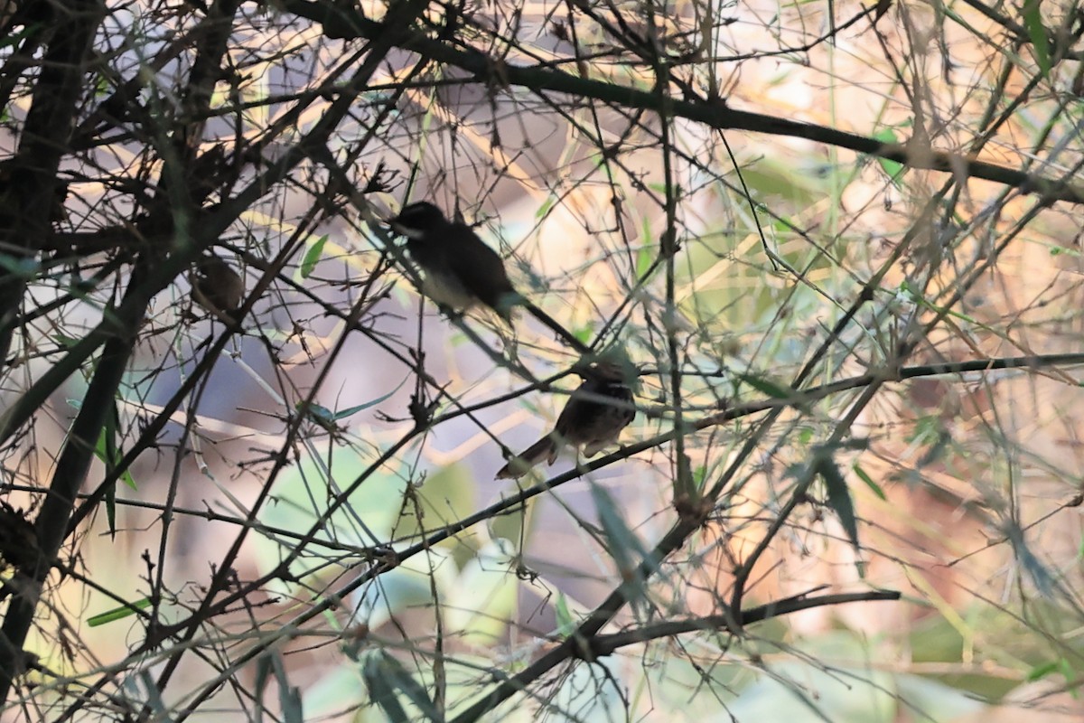 Spot-breasted Fantail - Abhishek Shroti