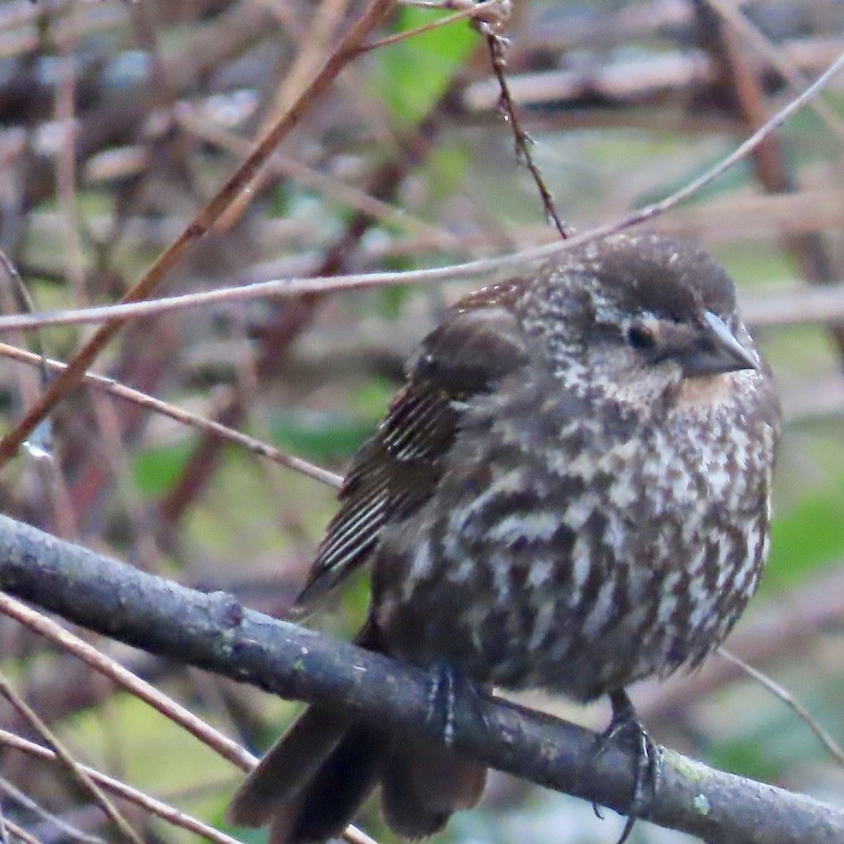 Red-winged Blackbird (Red-winged) - Jocelyn K