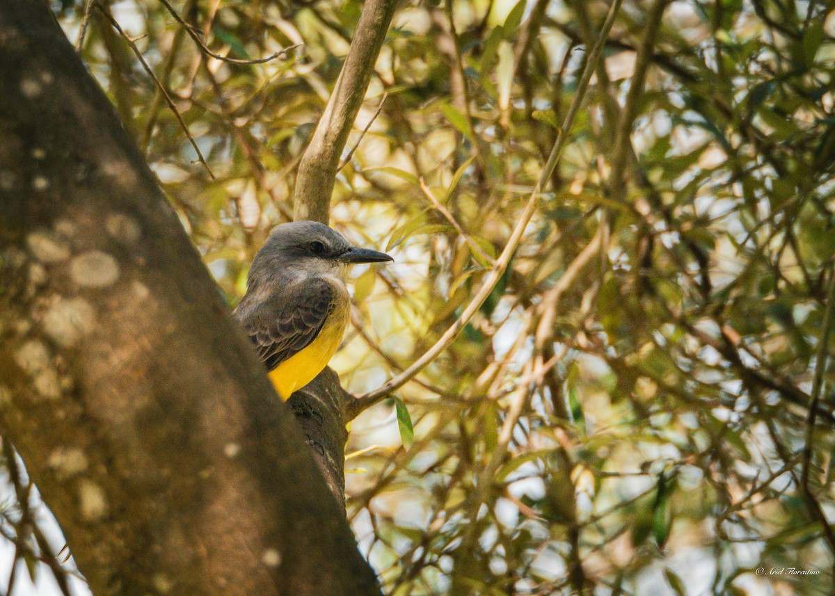 Tropical Kingbird - Ariel Florentino