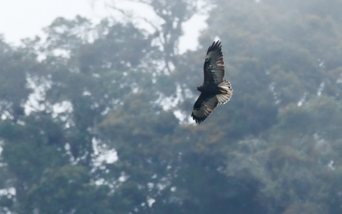 White-tailed Hawk - David Monroy Rengifo