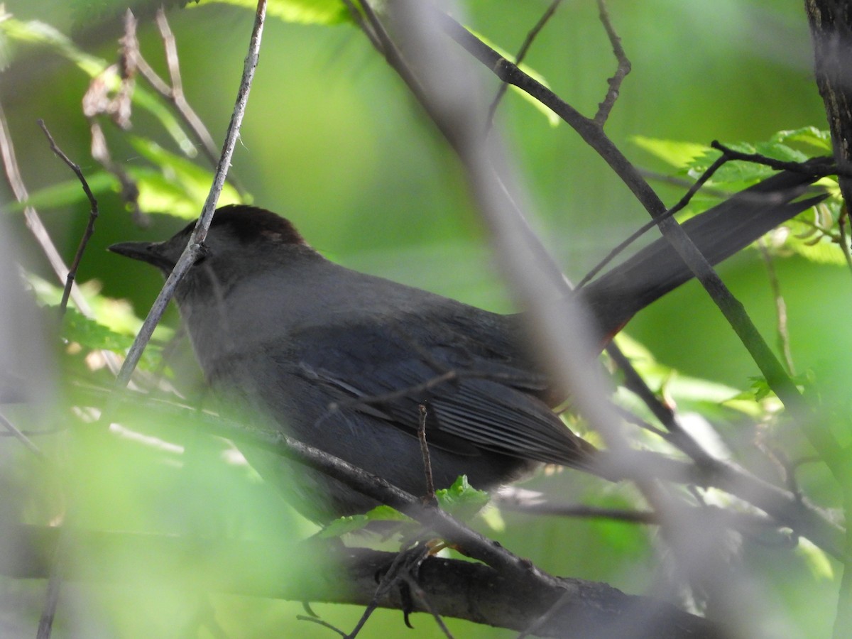 Gray Catbird - Shawn Goodchild