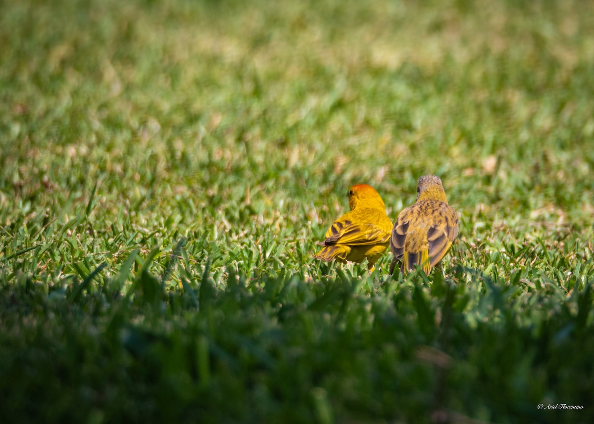 Saffron Finch - Ariel Florentino