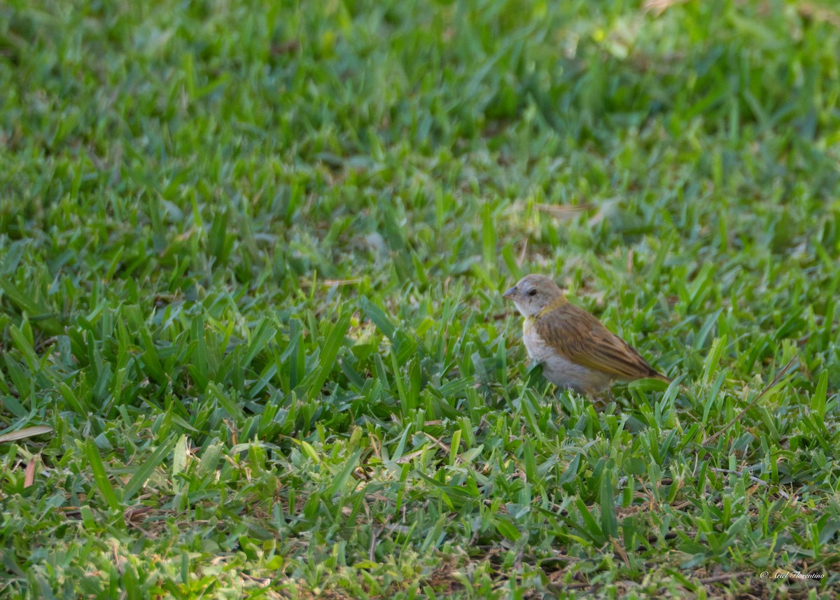 Saffron Finch - Ariel Florentino