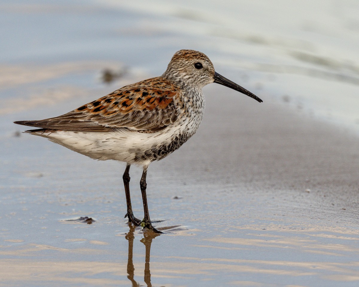 Dunlin - Rob Kanter