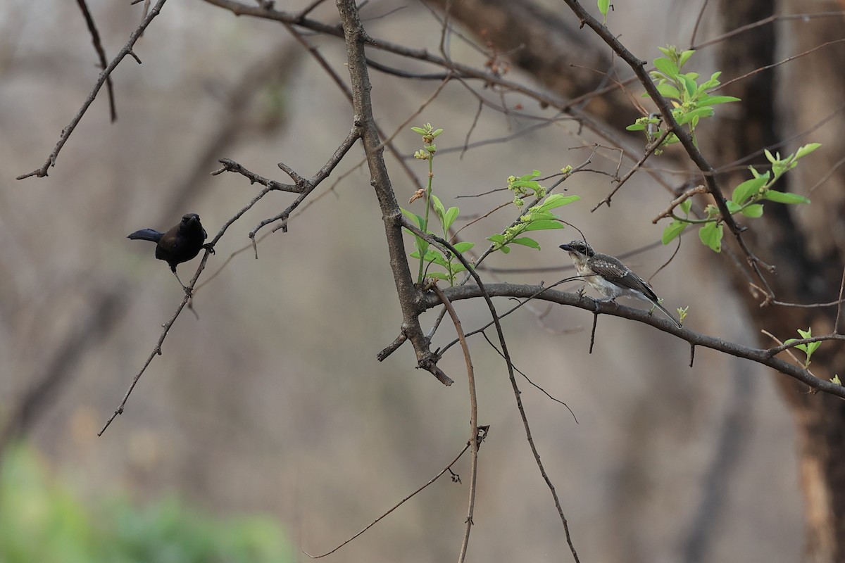 Indian Robin - Abhishek Shroti