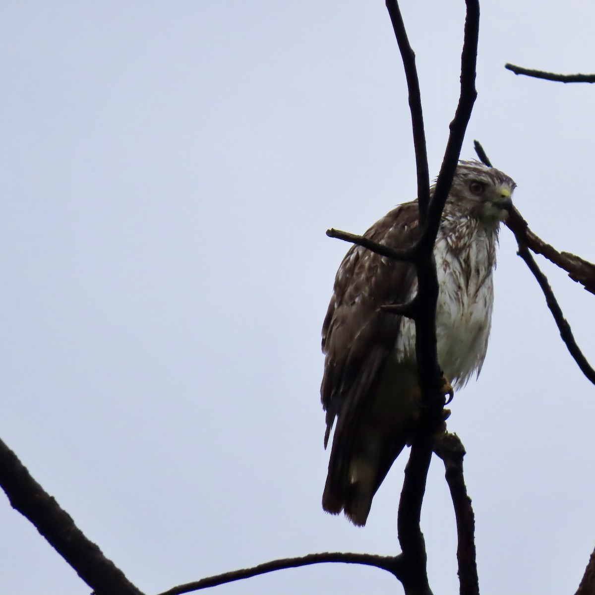 Broad-winged Hawk - Jocelyn K