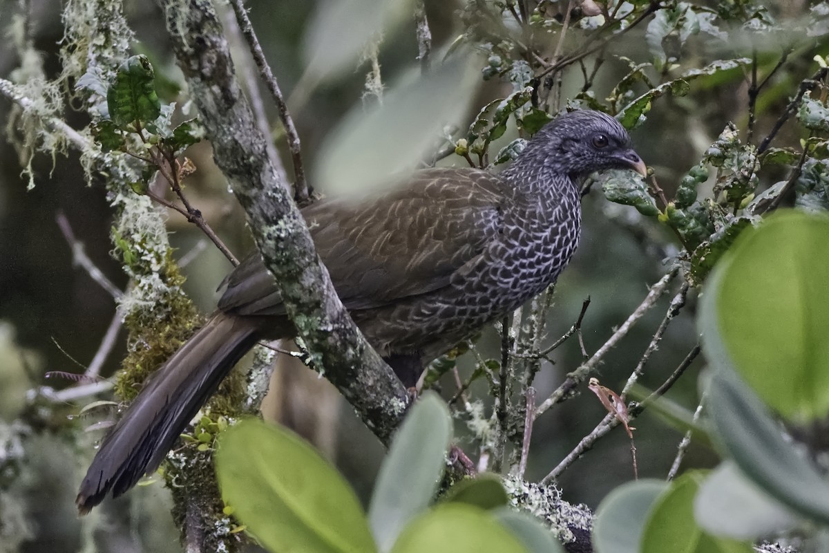 Andean Guan - Manuel Corradine