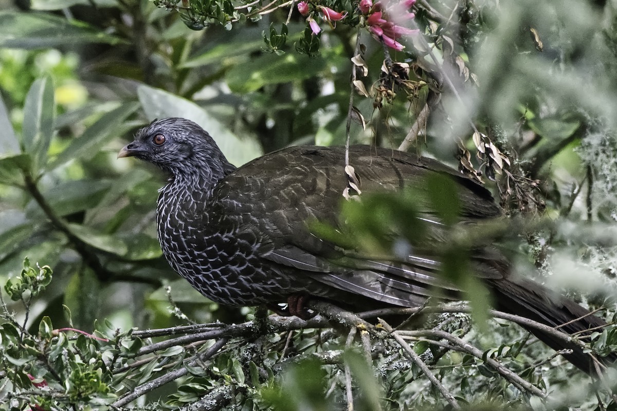 Andean Guan - Manuel Corradine