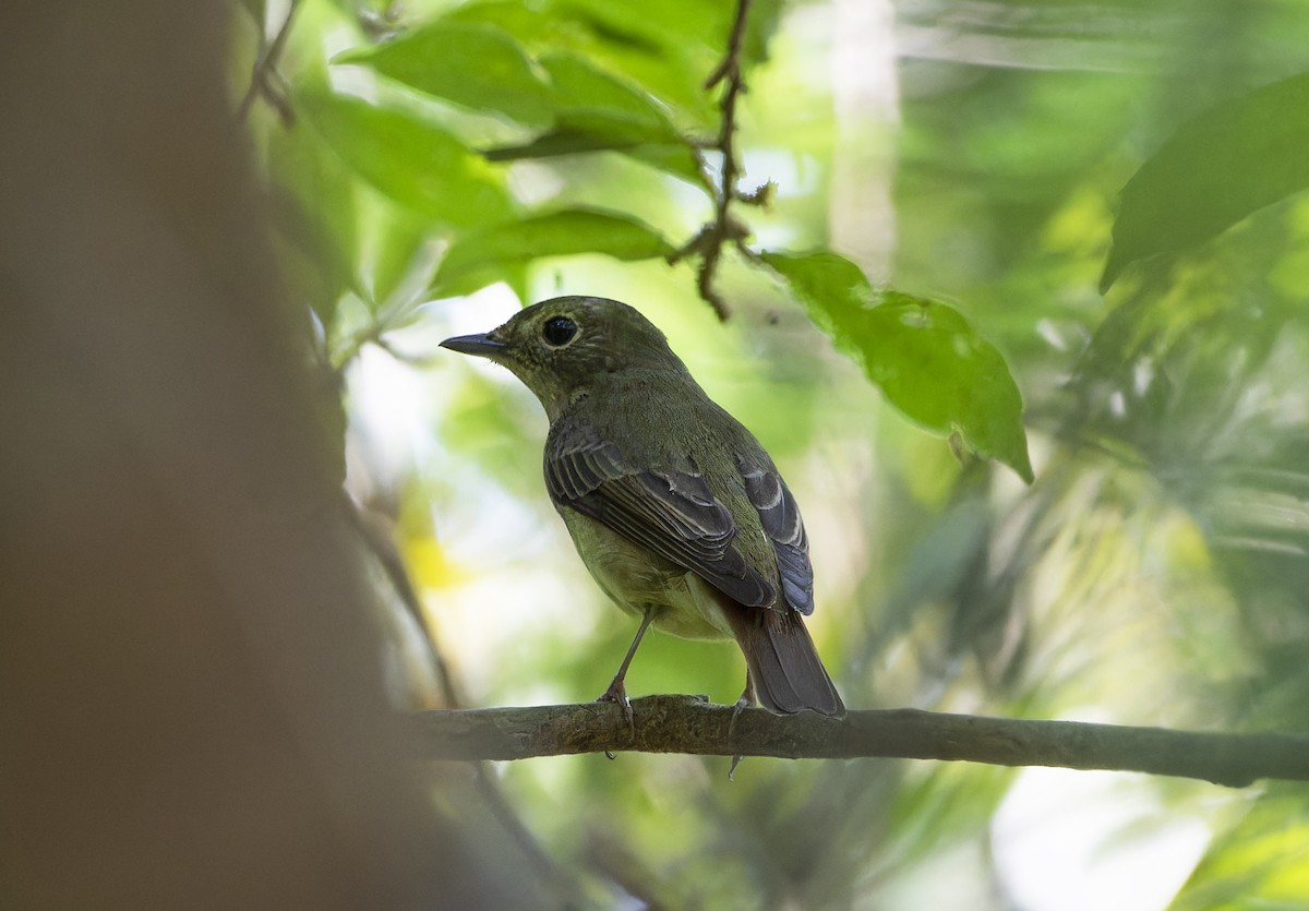 Narcissus Flycatcher - Matthieu Chotard