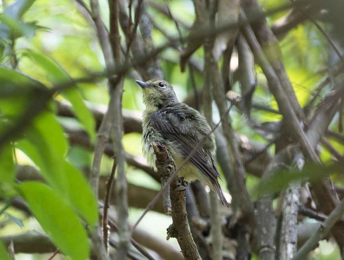 Narcissus Flycatcher - Matthieu Chotard